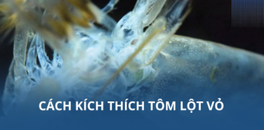 Cách kích thích tôm lột vỏ